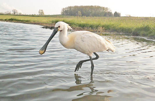 Geodrom podporuje ptačí parky